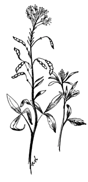 Rocky Mountain Beeplant