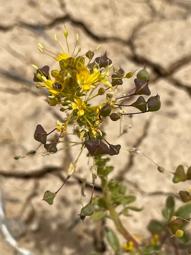 Hillman's Stinkweed