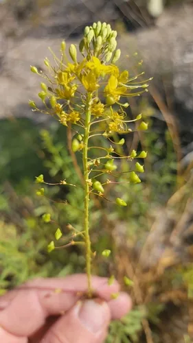 Chiricahua Mountain Stinkweed — photo by plutony