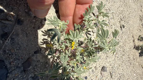 Mojave Cleomella