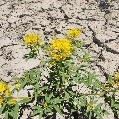 Rocky Mountain Stickweed