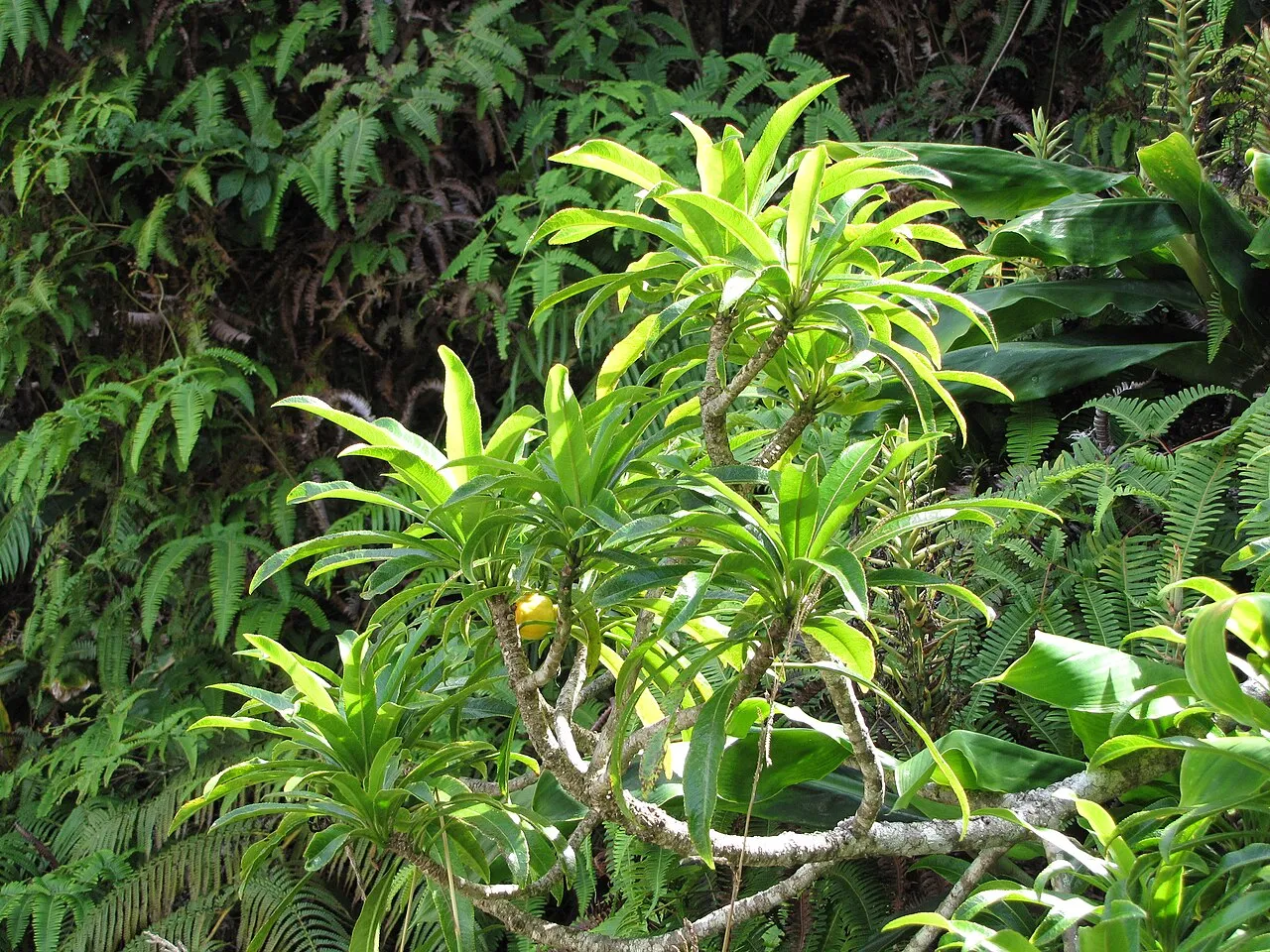 'oha Wai Nui (subsp. waihiae) — photo by Forest and Kim Starr