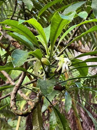 Kauai Clermontia — photo by Lehua Todero