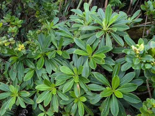 Bog Clermontia