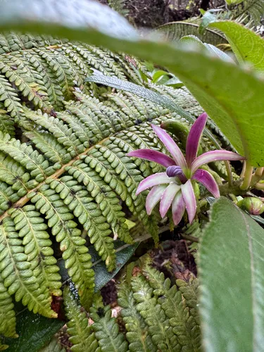 Mauna Loa Clermontia — photo by jcombs15