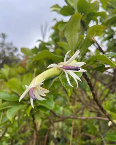 Hana Clermontia (subsp. samuelii) — photo by Remy Henderson