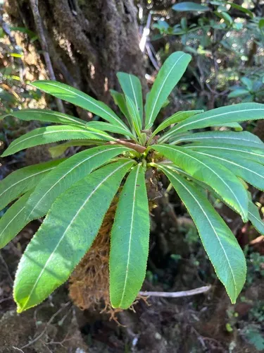 Haleakala Clermontia — photo by Nikolai Braedt