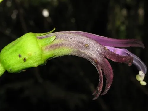 Swampforest Clermontia — photo by Karl Magnacca