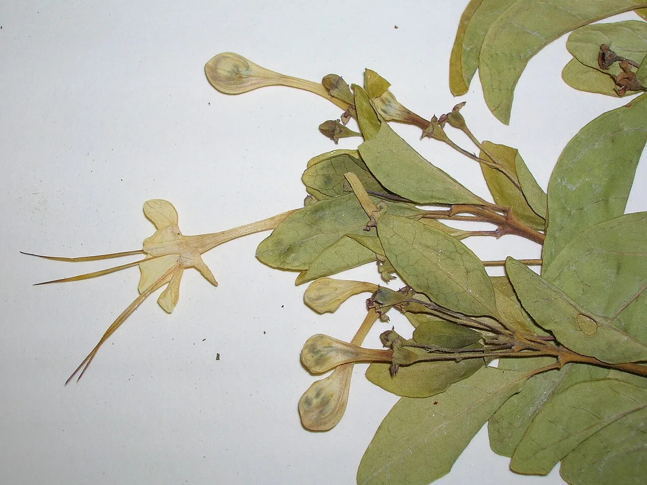 Haggarbush