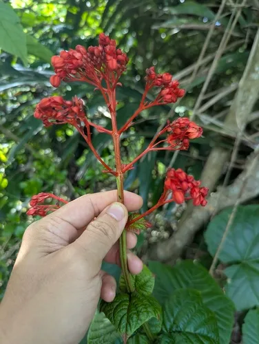 Japanese Glorybower