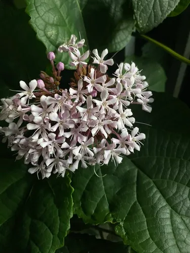 Lindley's Clerodendrum — photo by jianglei