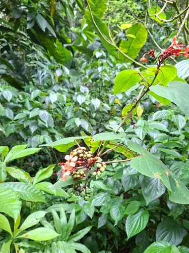 Javanese Glorybower
