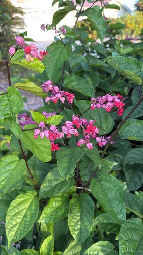 Bagflower