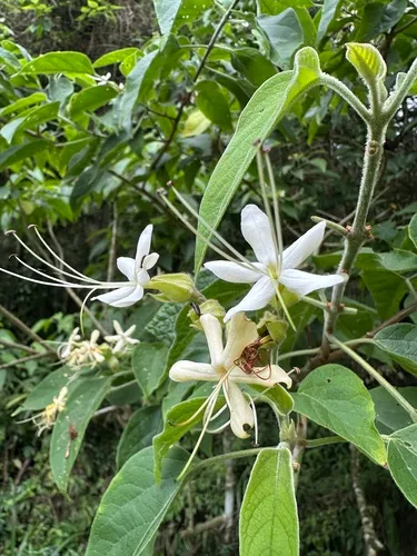 Harlequin Glorybower