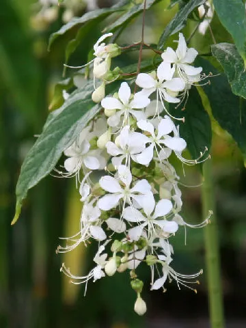 Wallich's Glorybower — photo by Shu Suehiro