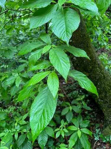 Mountain Sweetpepperbush