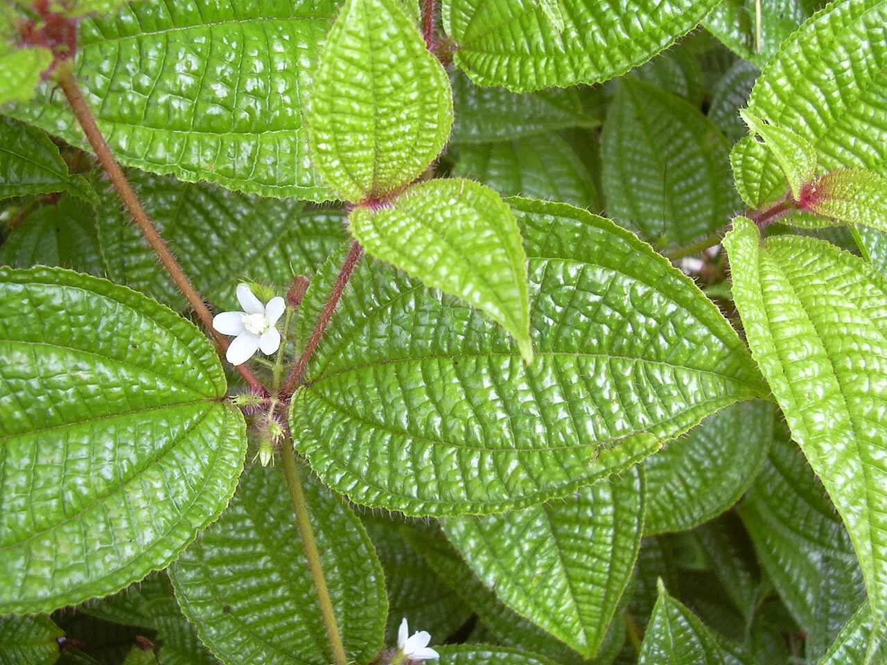 Soapbush