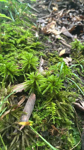 American Climacium Moss