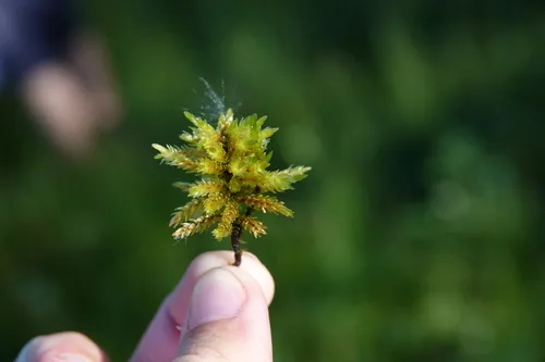 Tree Climacium Moss — photo by Jackson Bird