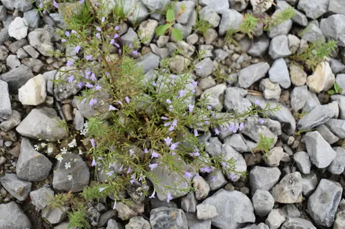 Limestone Calamint