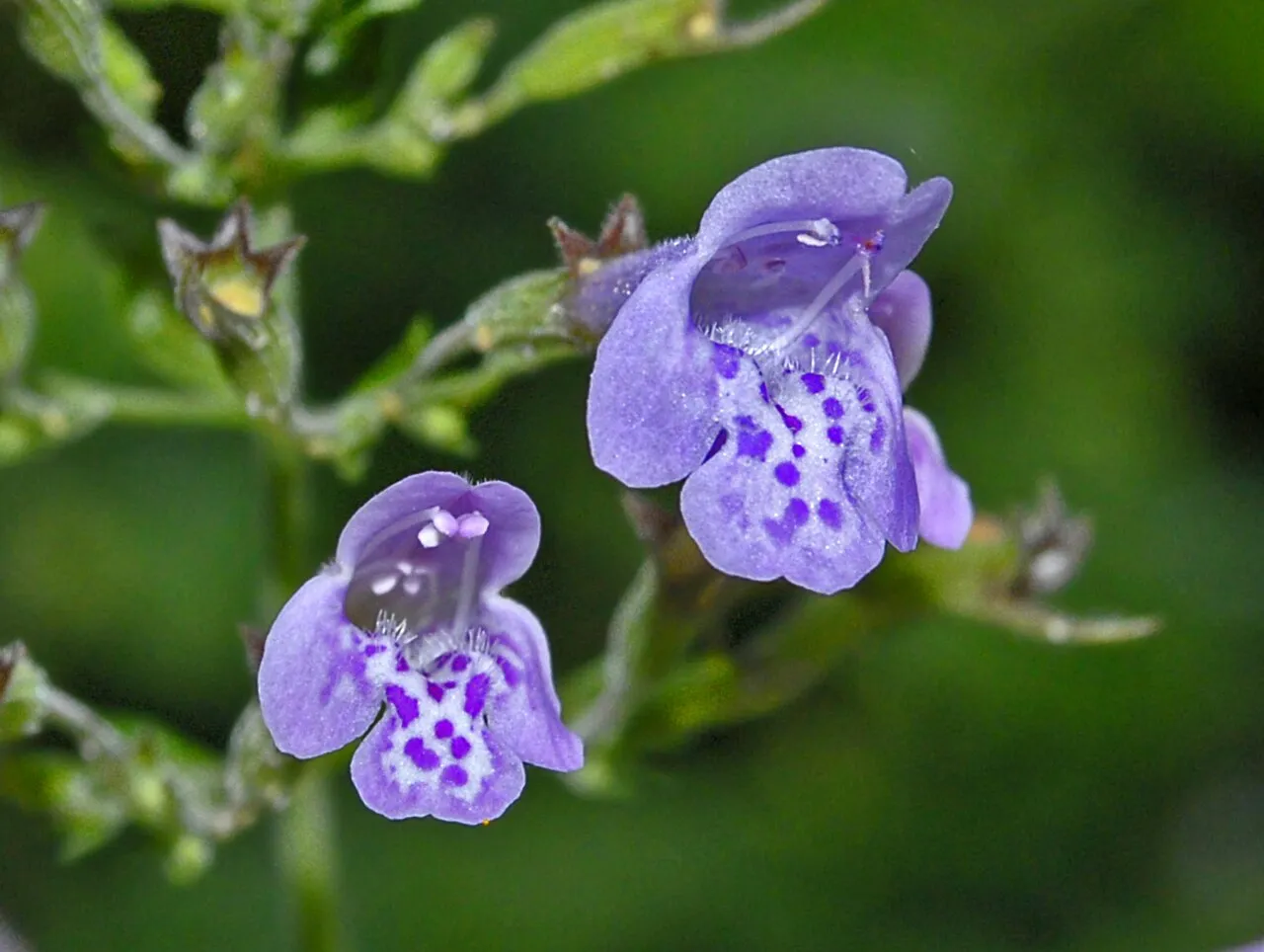 Ascending Wild Basil — photo by Hectonichus