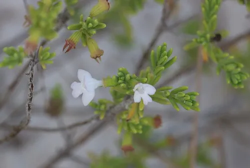 Ashe's Calamint