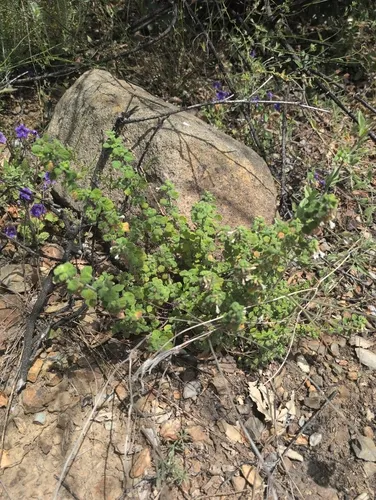San Miguel Calamint — photo by Daniel Donovan