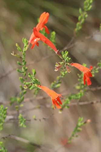 Scarlet Calamint — photo by sparkypetunia