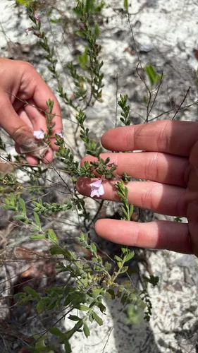 Florida Calamint