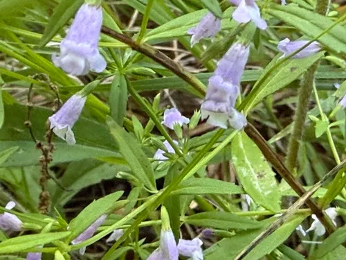 Ozark Calamint