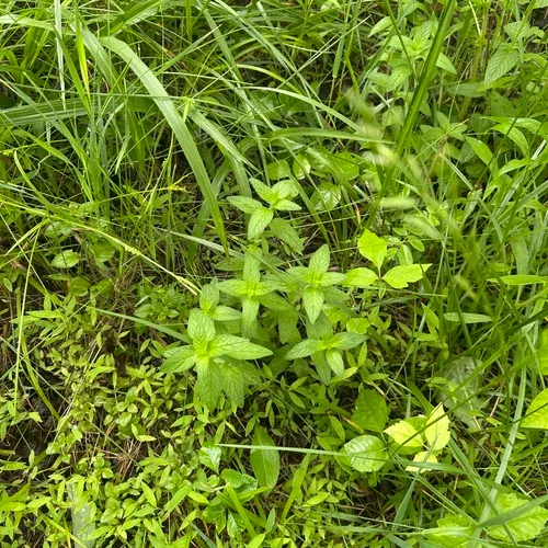Wild Basil