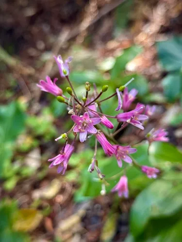 Andrew's Clintonia