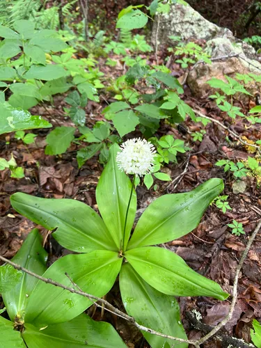 White Clintonia