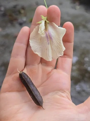 Sickle Pigeonwings
