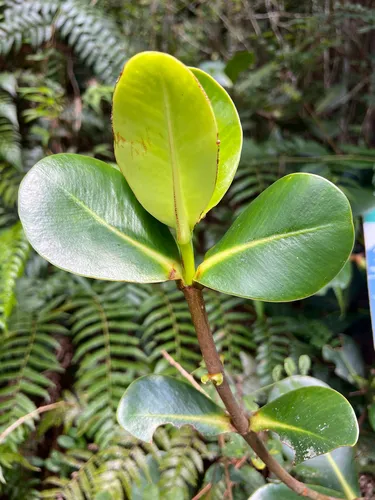 Cupeillo