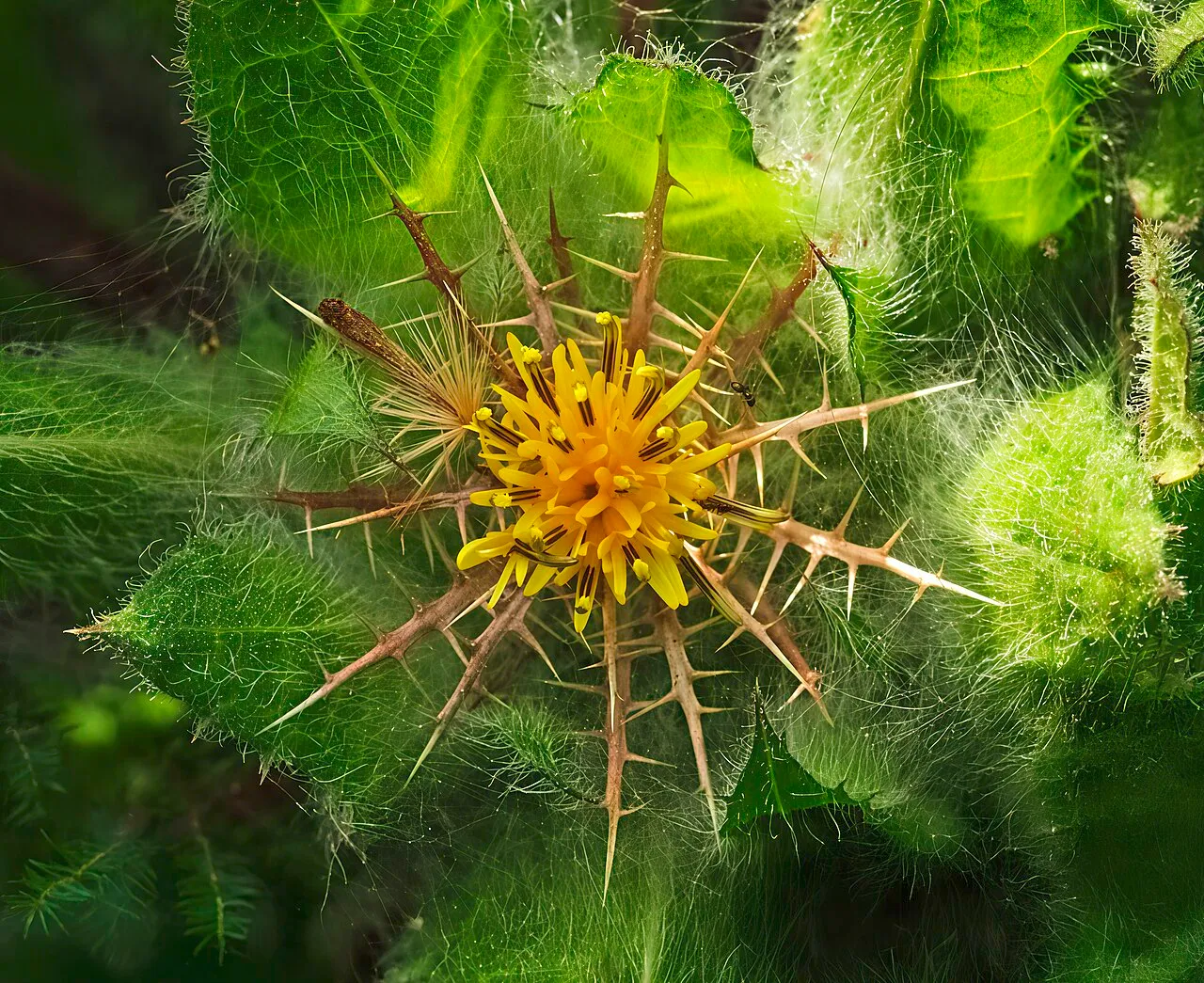 Blessed Thistle — photo by Didier Descouens
