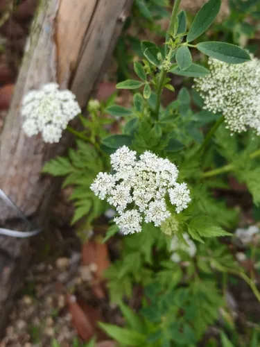 Monnier's Snowparsley — photo by fhvc
