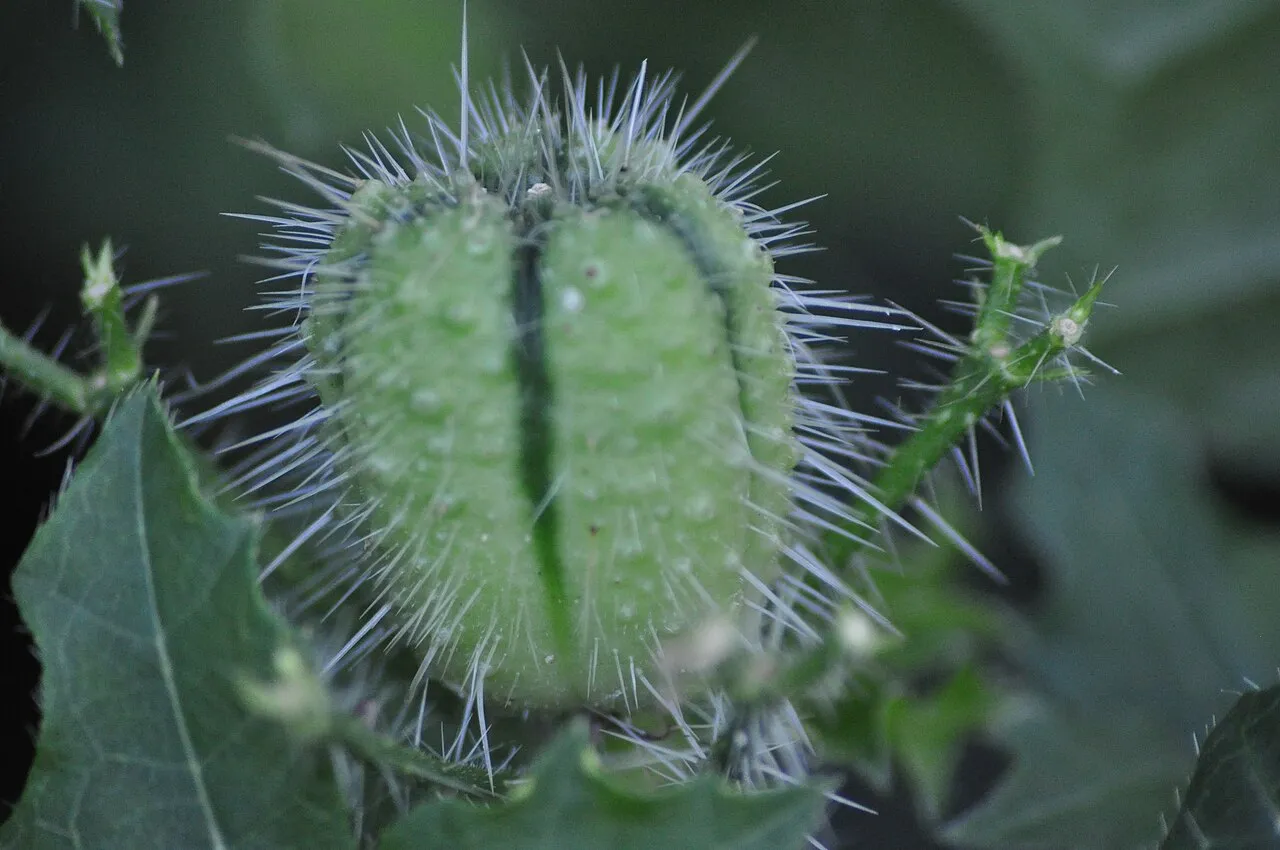 Texas Bullnettle