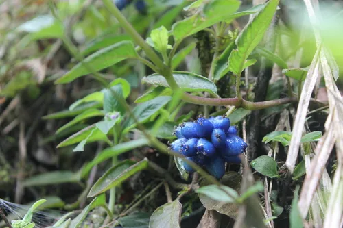 Yerba De Guava