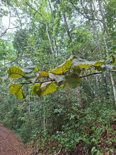 Grandleaf Seagrape