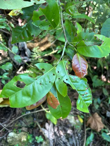 Uvera — photo by Alcides L. Morales-Pérez