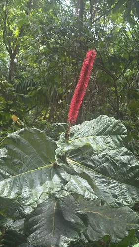 Ortegon