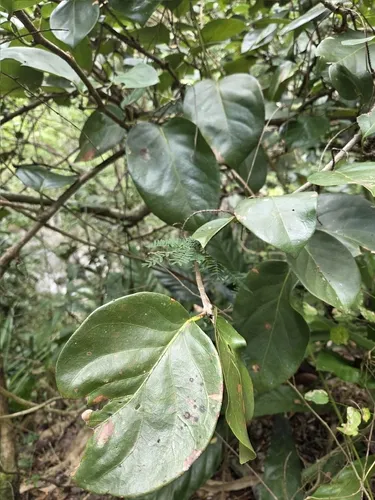 Uvero De Monte — photo by Nohely Reyes