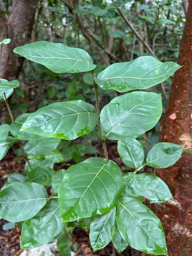 Bahama Pigeonplum