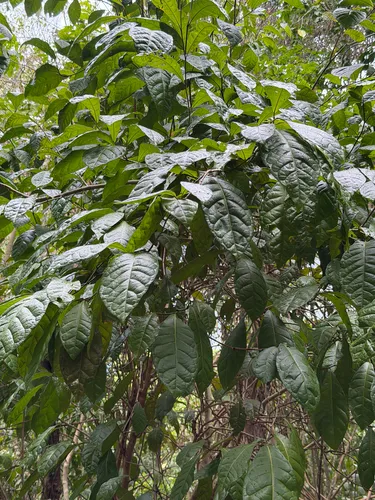 False Chiggergrape