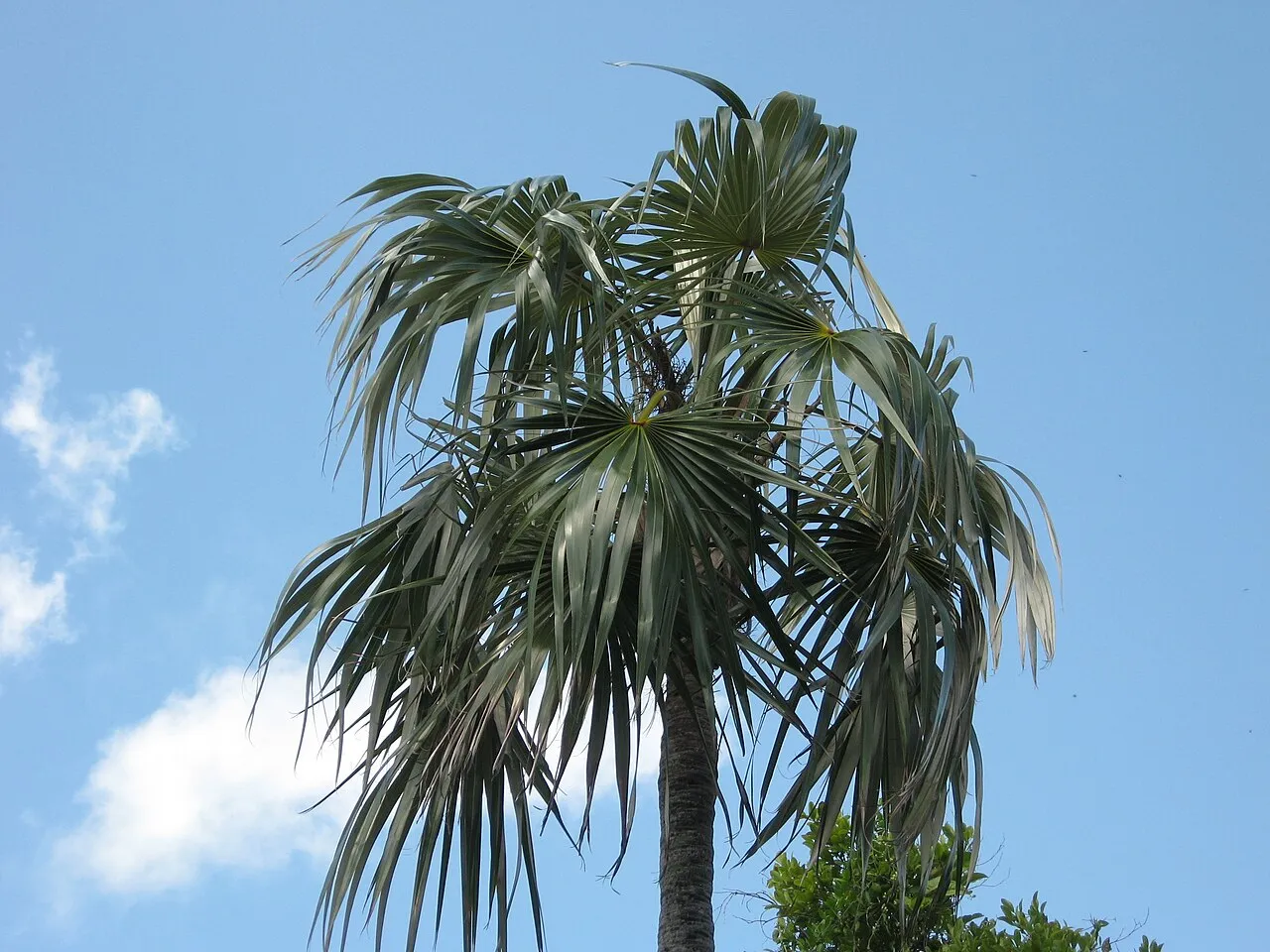 Florida Silver Palm — photo by Mason Brock ( Masebrock )