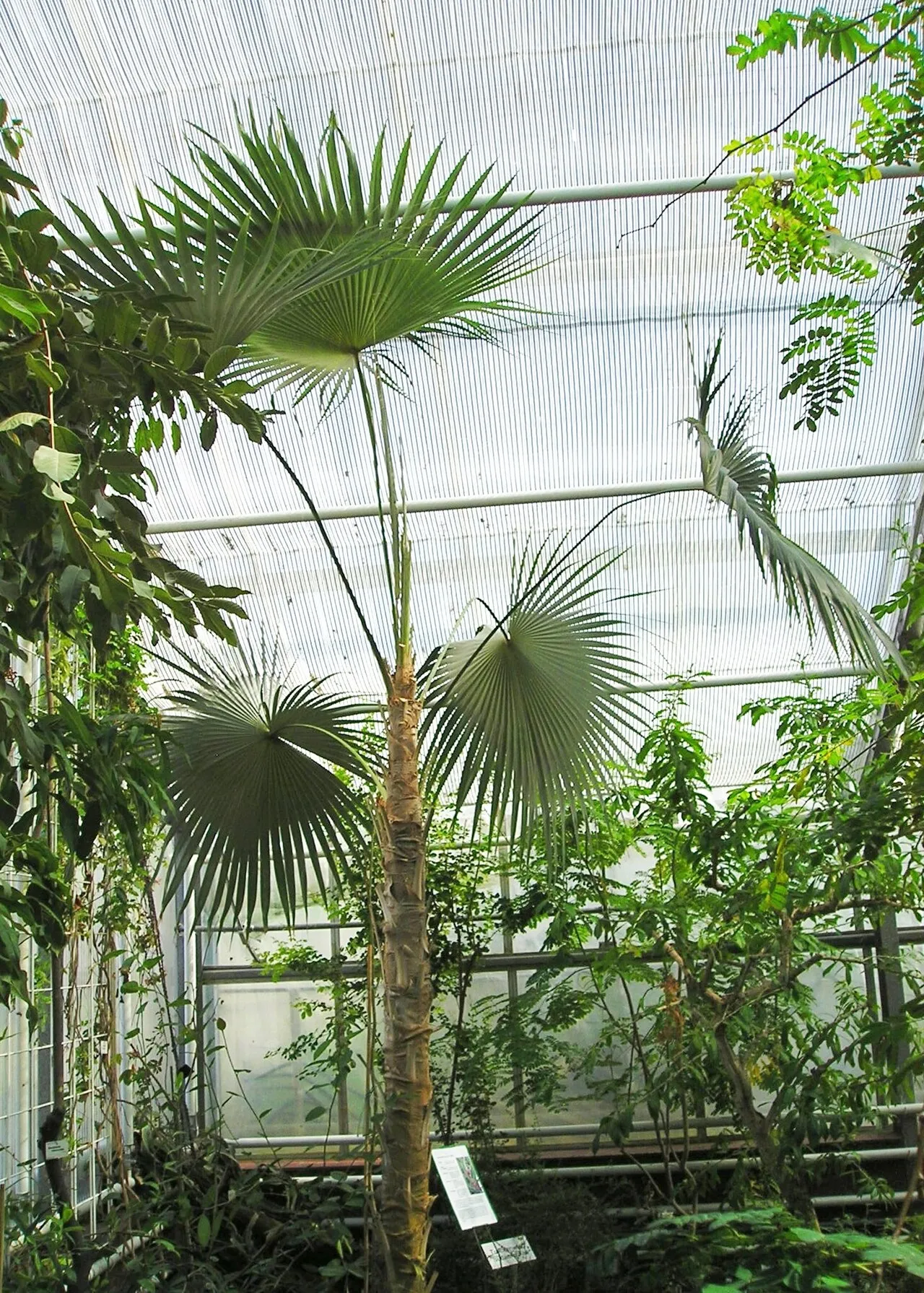 Puerto Rico Silver Palm