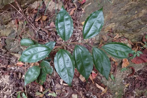Laurel-leaf Snailseed