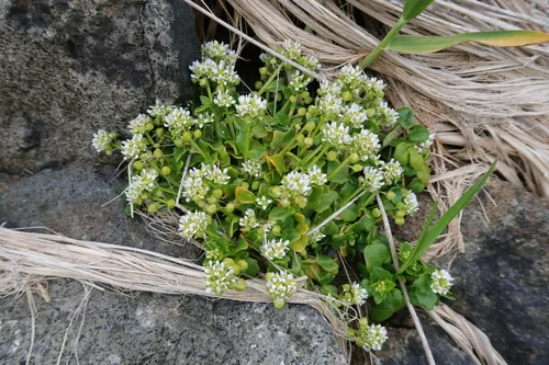Danish Scurvygrass