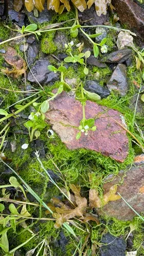 Sessileleaf Scurvygrass — photo by Kim Nesbitt